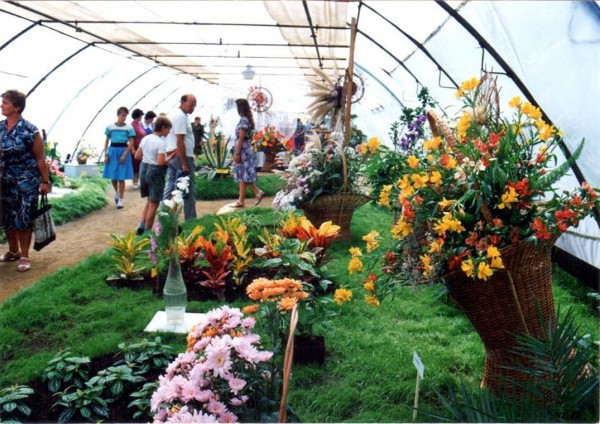 Proutěný koš s alstromeriemi, pěstovanými v čimelickém zahradnictví,1992