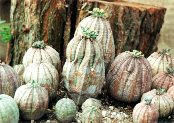 Kaktusy, 2000